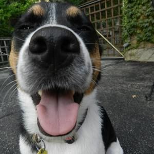 Meet your Posher, Henry